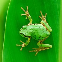 30imagesfrog designsmag Amazing and Colorful Insects Photography