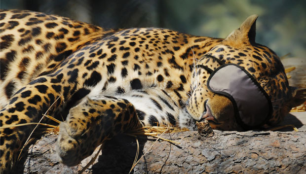 55Sleeping Leopard o 60+ Masterpieces Of Creative Advertisements