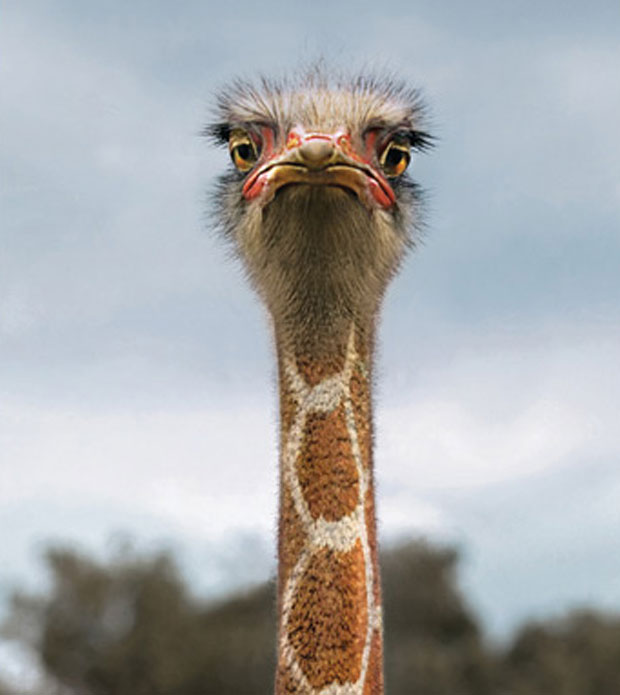 58Giraffe or Ostrich o 60+ Masterpieces Of Creative Advertisements