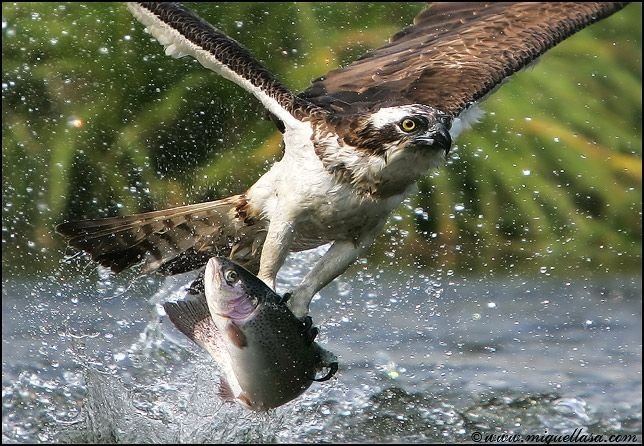 Perfect Camera Clicks - Example of Perfect Photography 11 Perfectly Timmed Photography