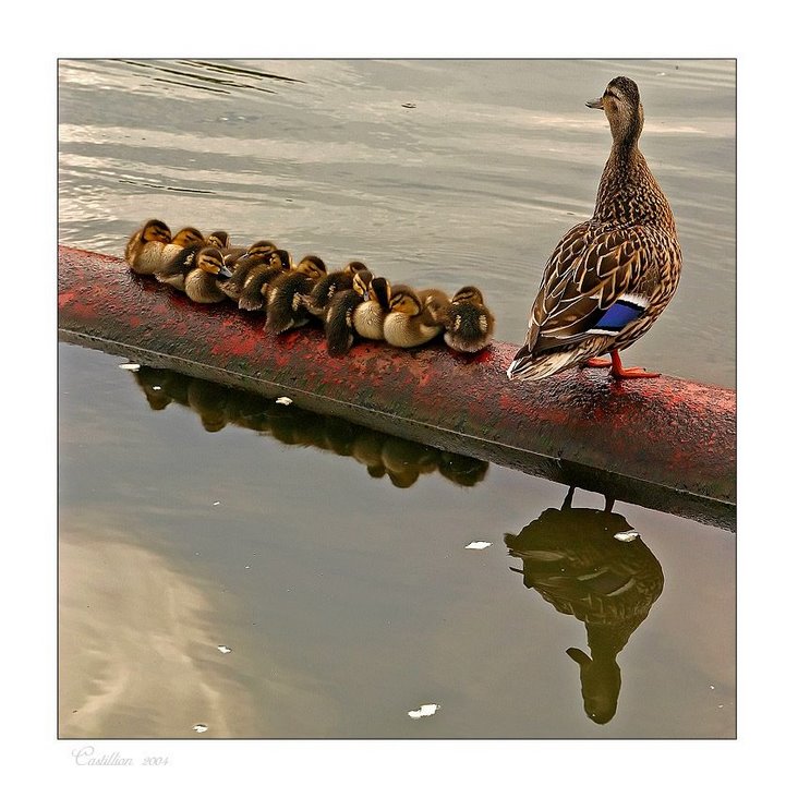 Perfect Camera Clicks - Example of Perfect Photography 19 Perfectly Timmed Photography
