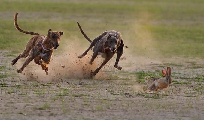 Perfect Camera Clicks - Example of Perfect Photography 22 Perfectly Timmed Photography