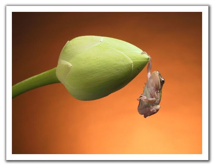 Perfect Camera Clicks - Example of Perfect Photography 23 Perfectly Timmed Photography