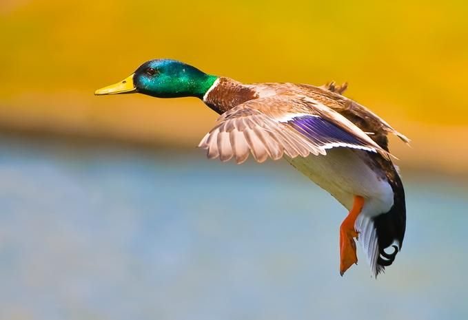 Perfect Camera Clicks - Example of Perfect Photography 27 Perfectly Timmed Photography