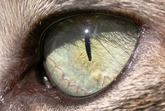 animal eyes photos