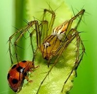 sharpInsectPhotos designsmag