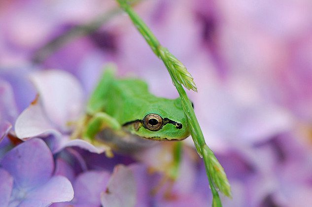 30 Mindblowing Frog Images Designsmag
