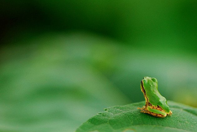 30 Mindblowing Frog Images Designsmag