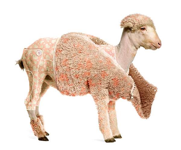 Create a Lamb's Coat in Photoshop in 30 New Photo Manipulation Tutorials