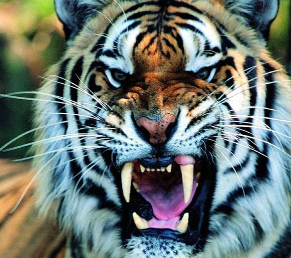 Angry Tiger