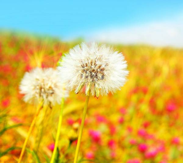 80 Amazing Samsung Galaxy S4 Wallpapers 6 Flowers Nature