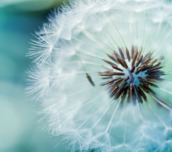 Galaxy Flowers