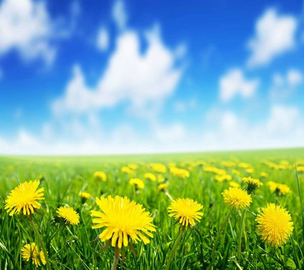 Spring Flower Field