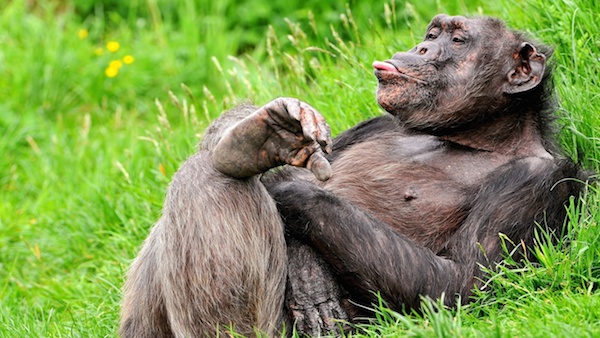 Funny Wallpapers - Designsmag