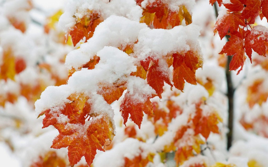 winter-christmas-wallpaers-new-year-designsmag-36