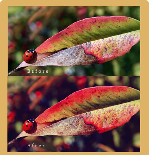photoshop actions