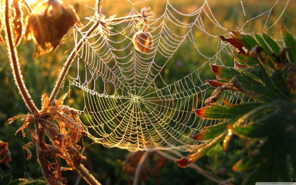 halloween-spider-wallpaper-003