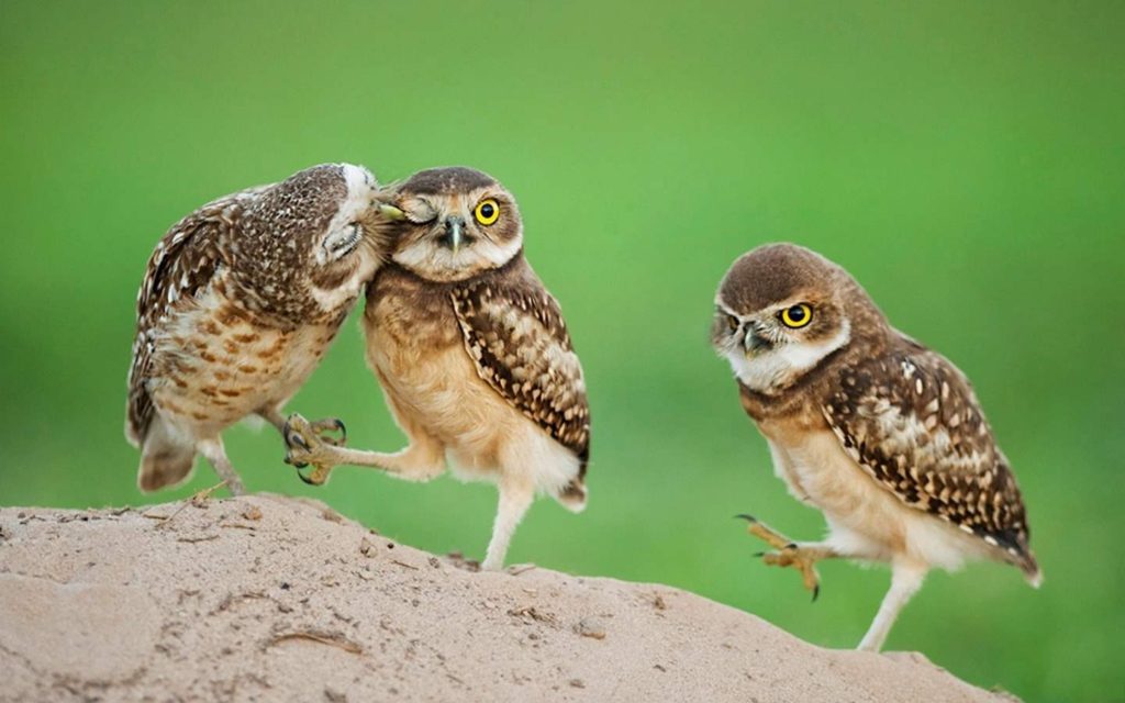 Cute Animal - Unique Wallpaper