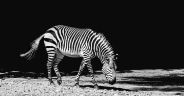 Black and White Photography