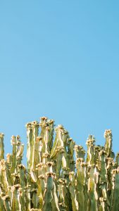 best iphone backgrounds